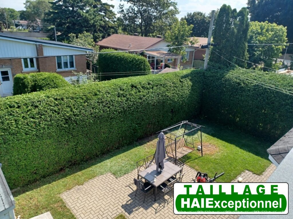 Taille de haie de cèdres Laval — résultat impeccable et terrain propre