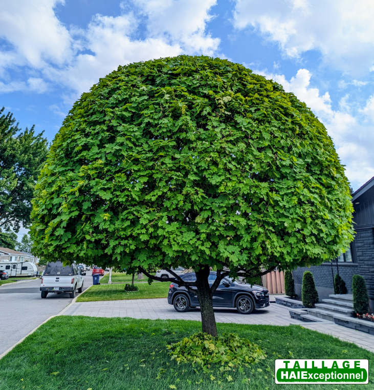 Érable taillé avec précision par un spécialiste en taille d'arbres à Laval